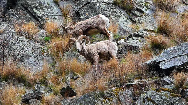 naturebighornsheep-987726-640x360.jpg 