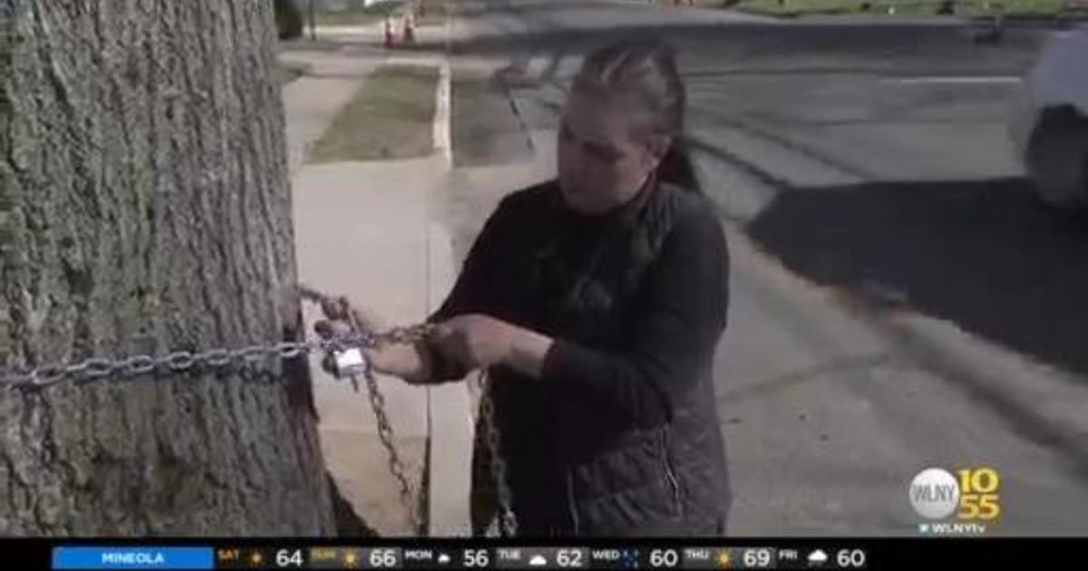 L.I. woman who chained herself to tree continues fight to save oak - CBS New York