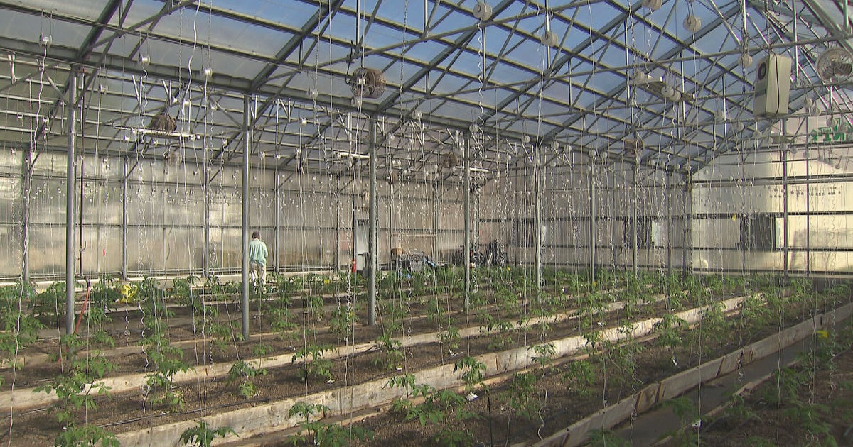 It Happens Here Roxbury's Dudley Greenhouse Gives Residents Chance To