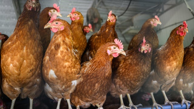 File photo of egg-laying hens 
