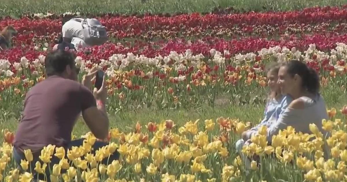 Long Island Tulip Festival in full bloom CBS New York