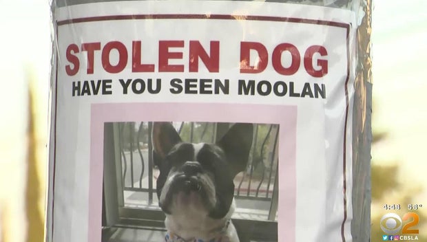 moolan-french-bulldog.jpg 