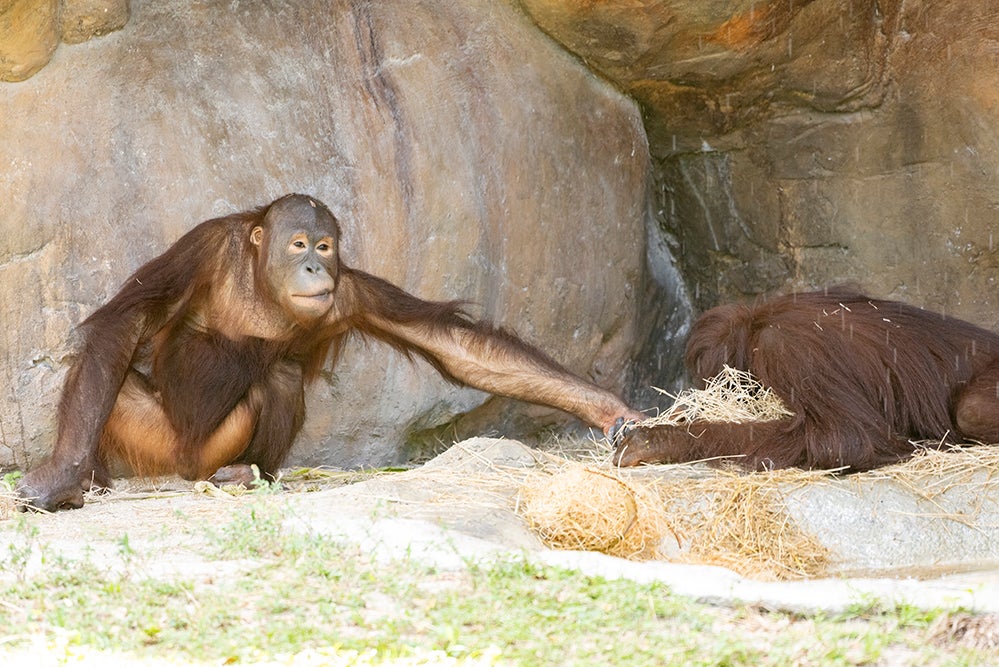 PIX Love Is In The Air For Young Orangutans At Zoo Miami