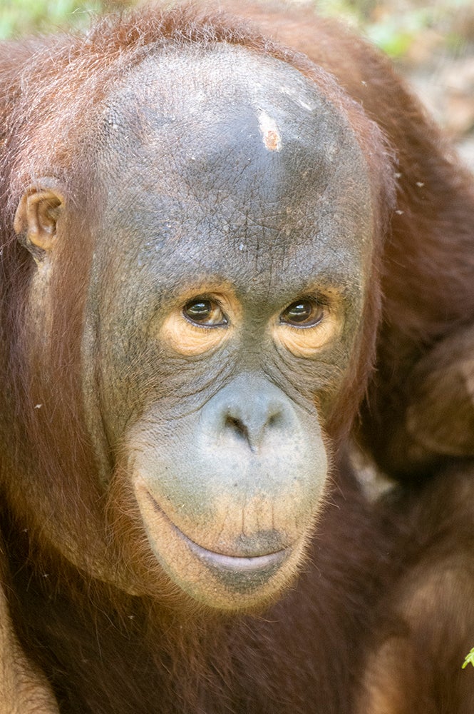 PIX Love Is In The Air For Young Orangutans At Zoo Miami