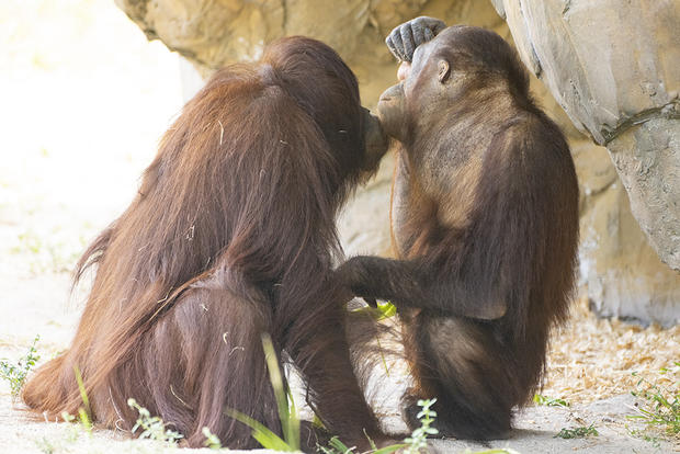 ZooMiami Orangutans 