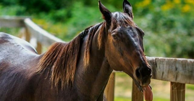 Horse That Hasn't Won A Race