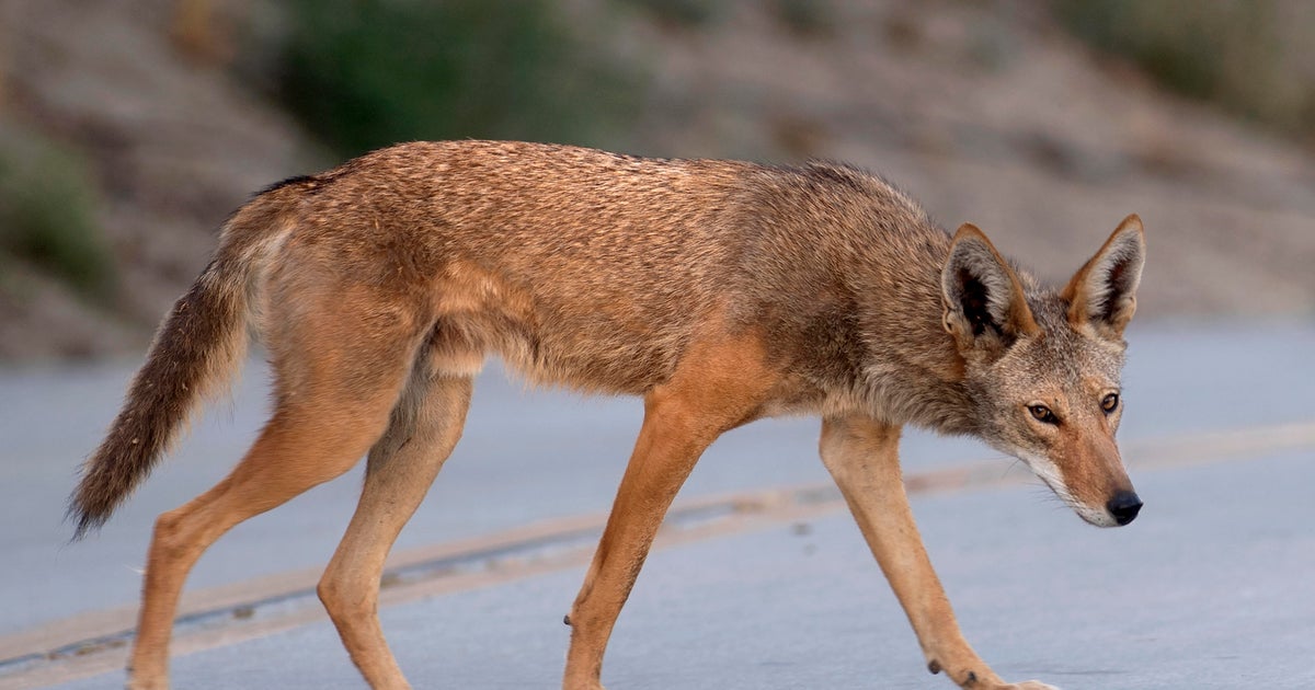 Coyotes Seen In West Orange – But That's Not New