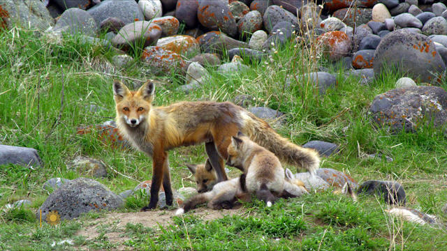 naturefox1920-998585-640x360.jpg 