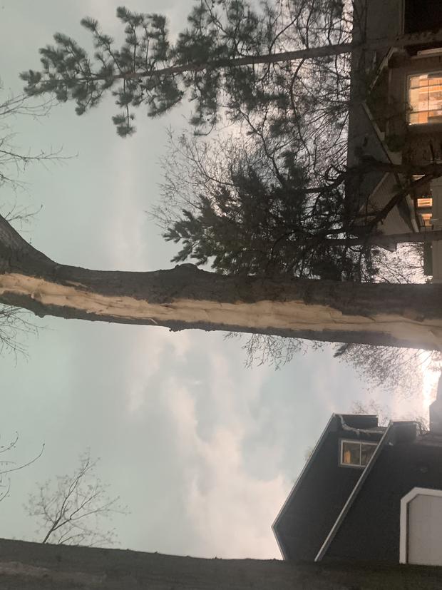 Tree struck by lightning 