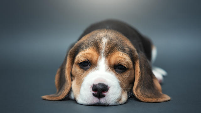 Beagle puppy dog 