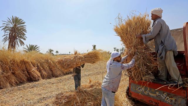 War In Ukraine Sends Egypt's Wheat Price Soaring 