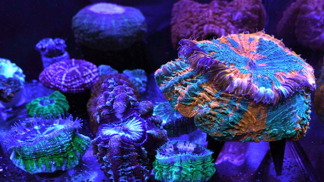 Coral-Reef.jpg 