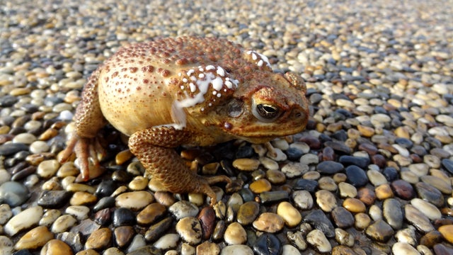 Close up of cane toad on pebbled surface, Australia 