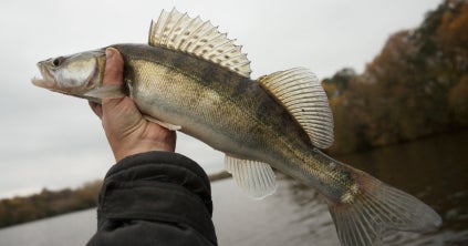 32 Walleye Fish Measuring Board