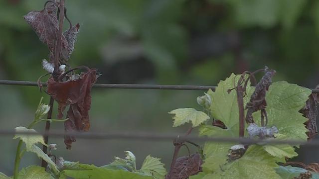 damaged-grape-vines.jpg 