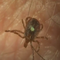 Pfizer, French firm starting tests of major Lyme disease vaccine