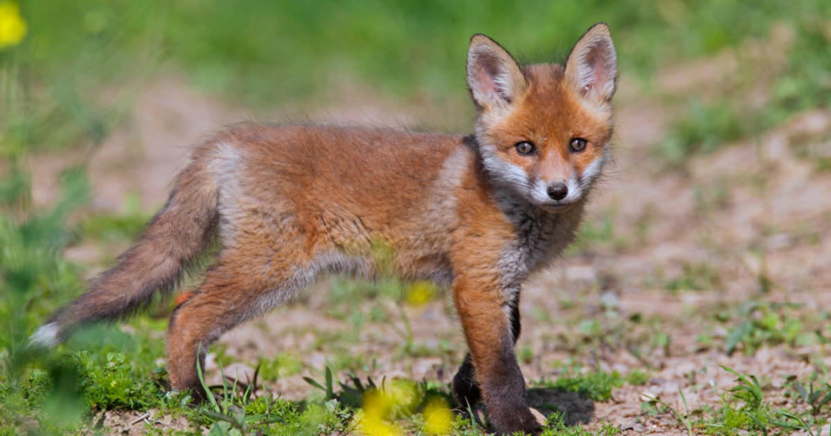 Wild Fox In Minnesota Tests Positive For Avian Influenza - CBS Minnesota