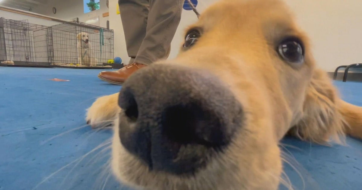 Clear Path for Veterans New England trains service dogs CBS Boston