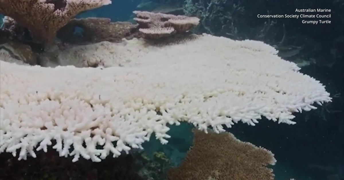 Climate change robbing Great Barrier Reef of its color - CBS Chicago