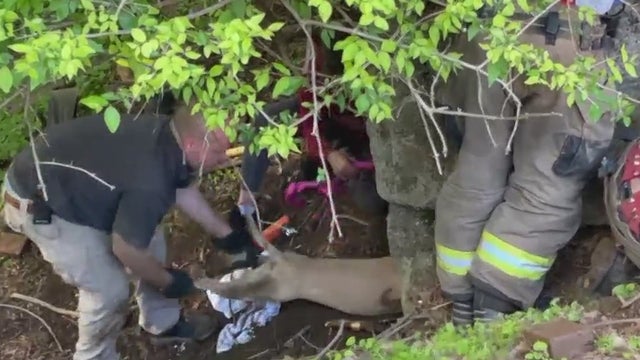 dog-rescue-1.jpg 