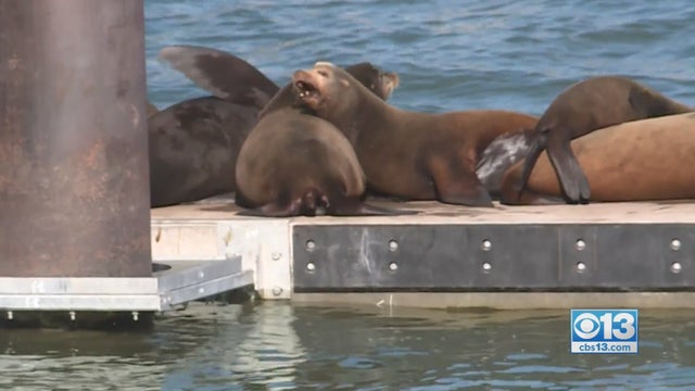 sea-lions.jpg 