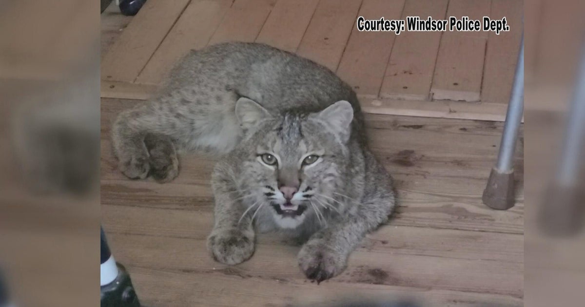 Bobcat breaks into Vermont home, attacks elderly man inside CBS Boston