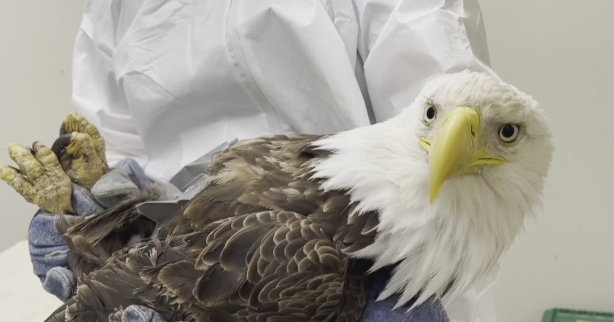 Bird Flu Cases Drop As Temperatures Warm, But Experts Warn Cases Could