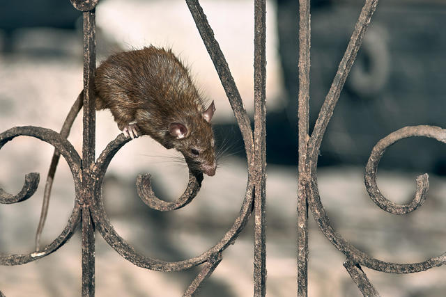 4 Great Mouse Traps For Bay Area Pest Control