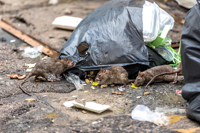 Montreal re-allows use of rat poison after home-infestation complaints