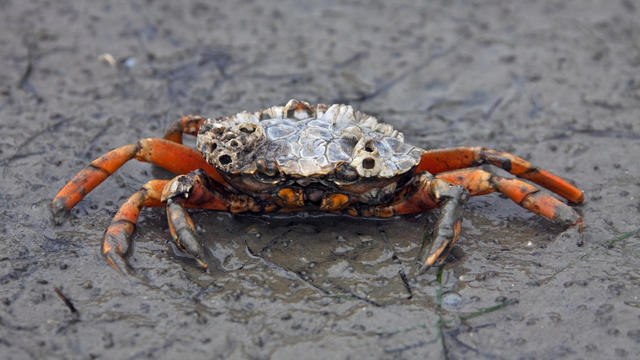 European shore crab / green crab (Carcinus maenas), alien invasive species at low tide 