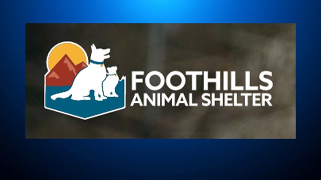 foothills-animal-shelter-1.jpg 