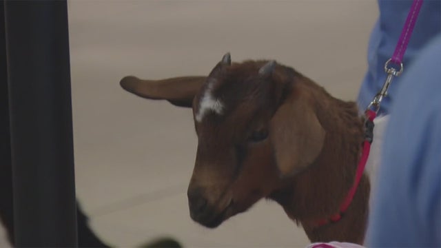 goats.jpg 