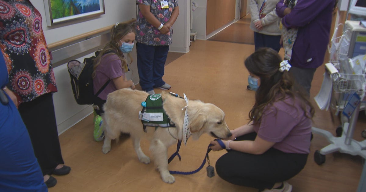 Buddy the dog joins NewtonWellesley Hospital to provide support for
