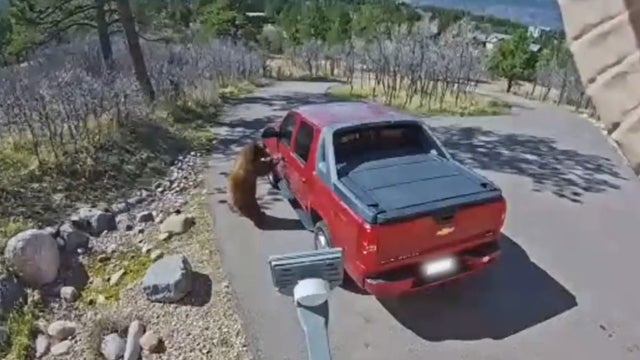 bear-truck-locked.jpg 