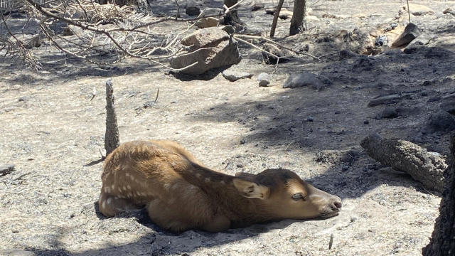 Spring Wildfires Rescued Elk 