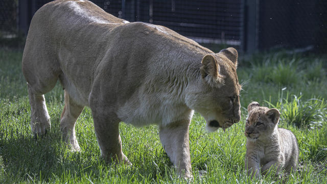 lincoln-park-zoo-lion-cub.jpg 