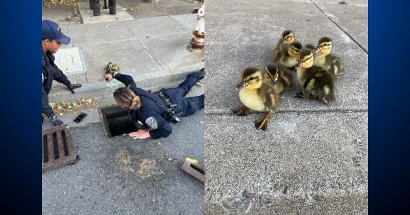 San Francisco police officers 'quack the case,' save baby ducklings by ...