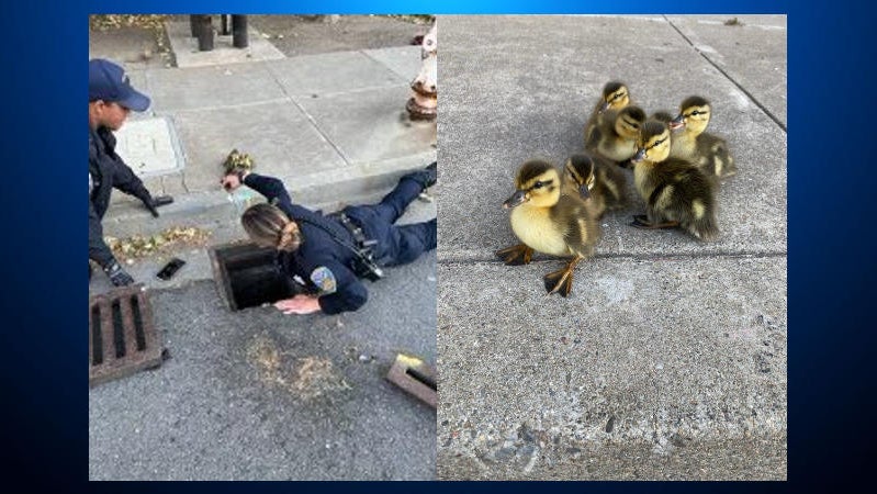 San Francisco police officers 'quack the case,' save baby ducklings by ...