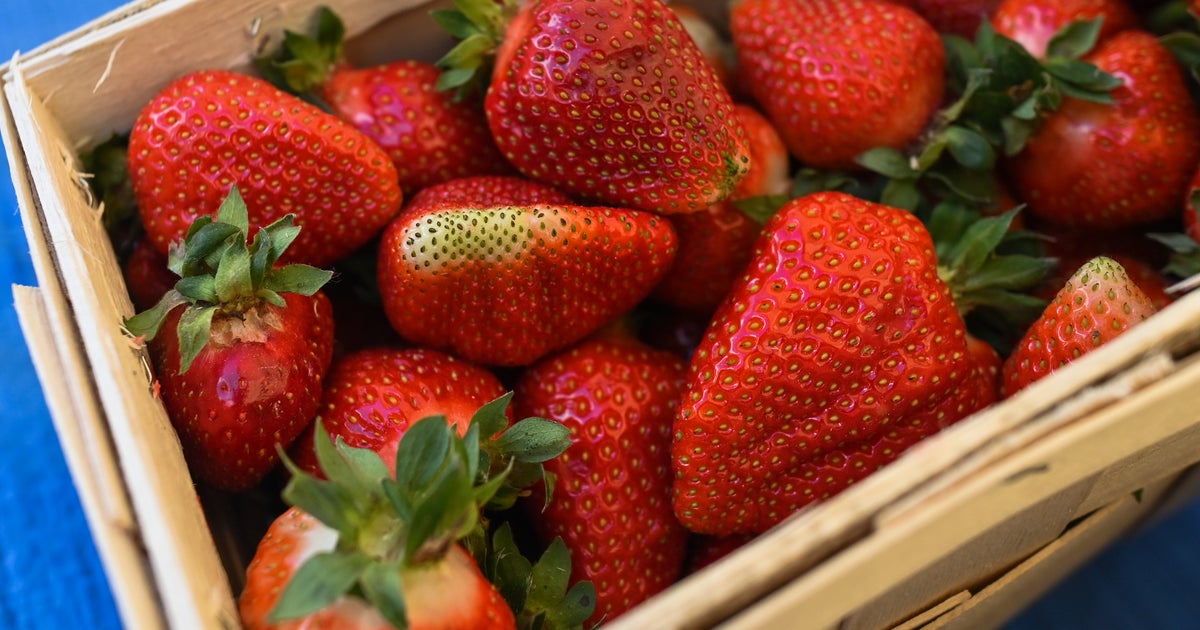 Strawberry fields in Pajaro damaged by flooding CBS Los Angeles