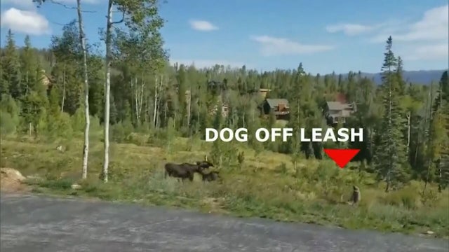 MOOSE ATTACK 5PKG.transfer_frame_1677 