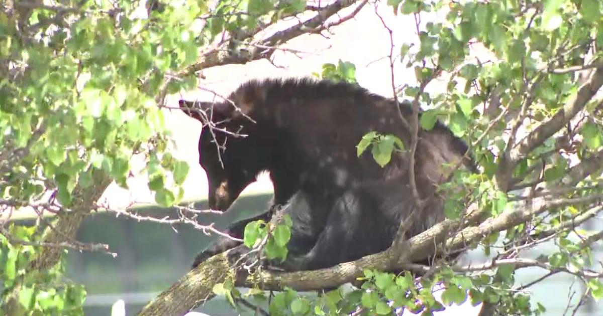 Maryland Black Bear Activity Increases Throughout Fall