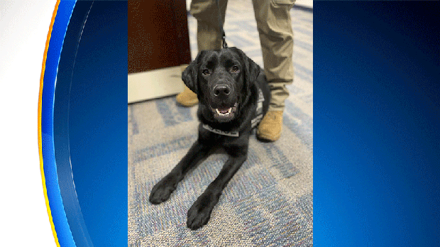 dpd-dog.gif