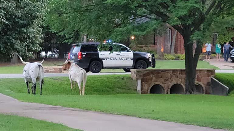 longhorns3.jpg 