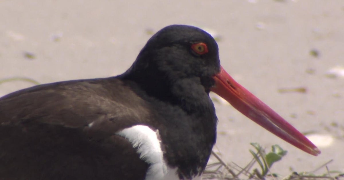 Researchers are trying to teach residents to respect Long Island beach spaces occupied by shore birds