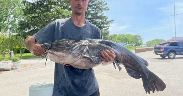 53Pound Catfish Caught In Michigan River Sets New State Record CBS