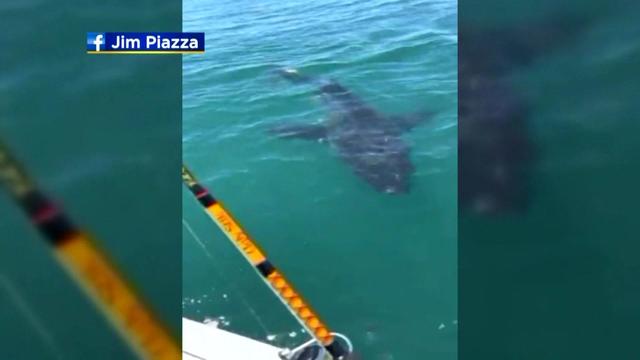 nj-shark-sighting-12p-n-wcbs4amp-hi-res-still.jpg 