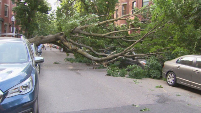 south-end-tree-down-transfer-frame-0.jpg 