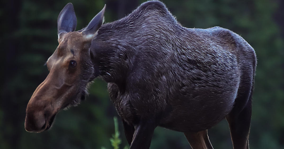 'Protective' moose with calf tramples hiker in Colorado