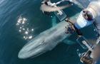 whales-drones-frame-961.jpg 