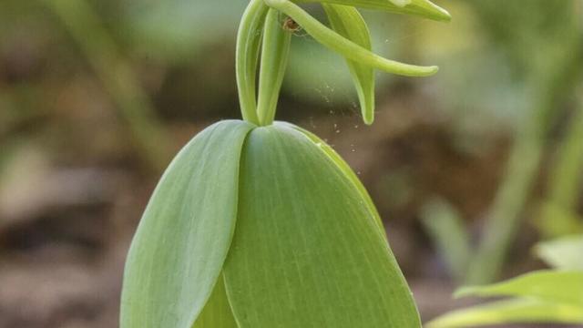 A threatened species of orchid called small whorled pogonia is pictured blooming on Vermont conservation land 